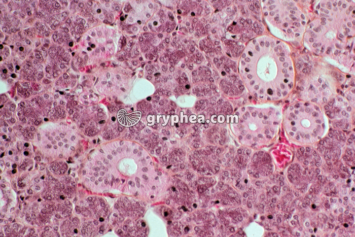 Glande salivaire humaine x70 - gryphea.org